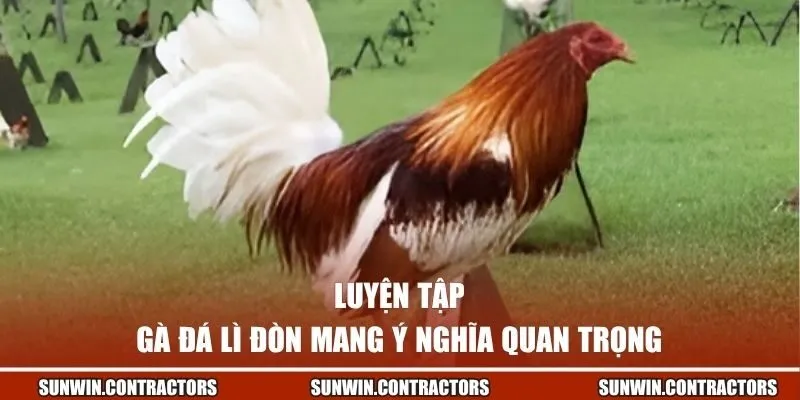 Luyện tập gà đá lì đòn mang ý nghĩa quan trọng