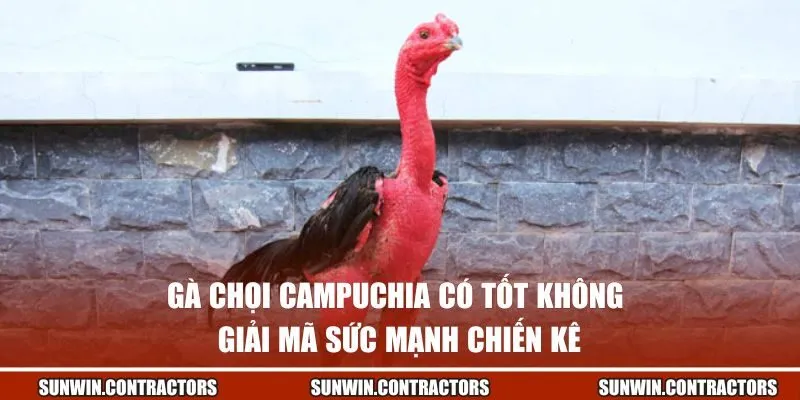 gà chọi Campuchia có tốt không