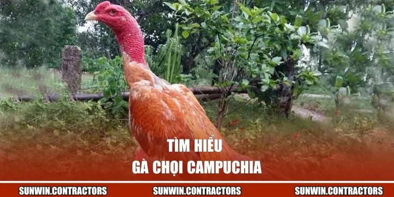 Vài nét sơ lược về gà chọi Campuchia