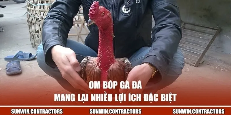 Om bóp gà đá mang lại nhiều lợi ích đặc biệt